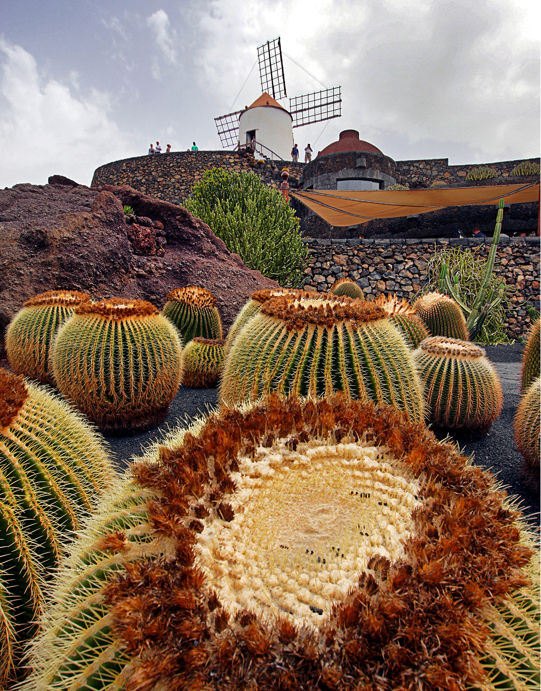 Jardín de Cactus, Lanzarote: barrel cacti and windmill against the sky